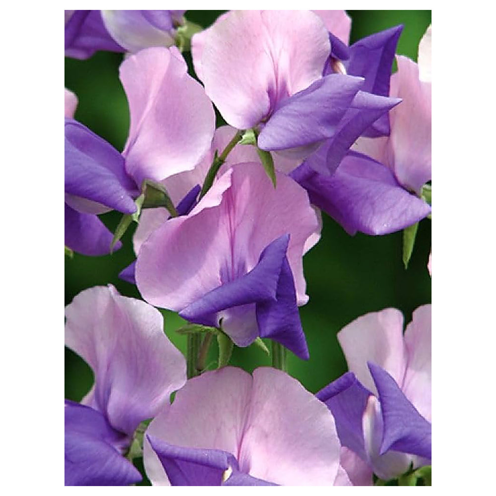 Pink Blue Sweet Pea Flower Seeds – Heirloom, Non-GMO, Fragrant Climbing Garden Seeds for Planting | Neera Seeds product photo [neera-v4-7f8273be33acd1e3a18e]