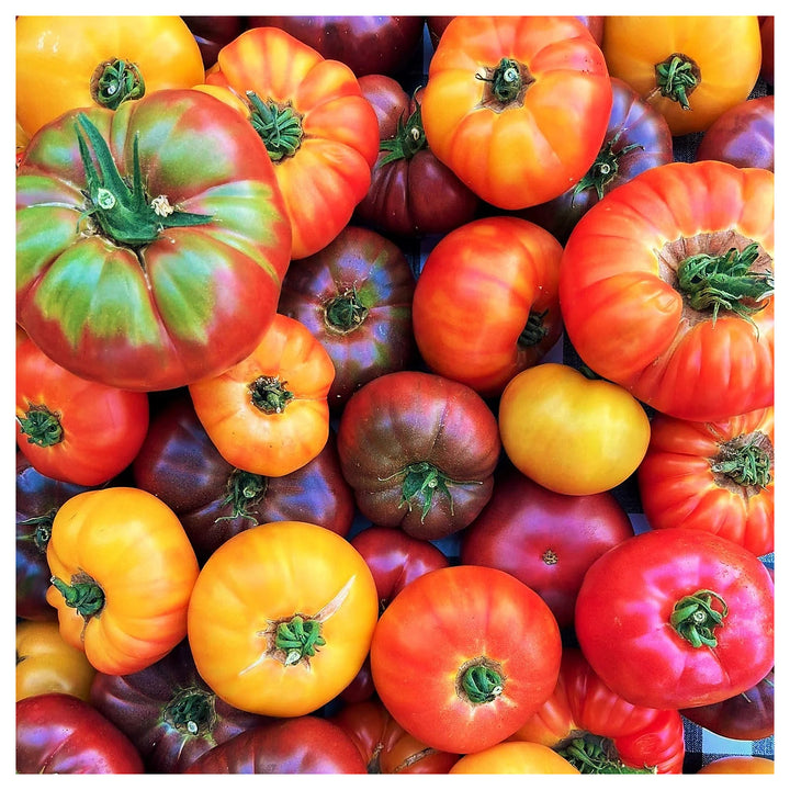 Heirloom Mixed Color Campari Tomato Seeds for Planting – Non-GMO, Organic Garden Seeds, High Germination | Neera Seeds product photo [neera-v4-7f8a45752b7c0c860e67]
