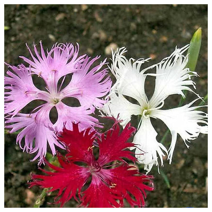 Heirloom Non-GMO Dianthus Superbus Flower Seeds for Fragrant Garden Blooms and Delicate Displays | Neera Seeds product photo [neera-v4-7f8afff6304c7b3e1659]