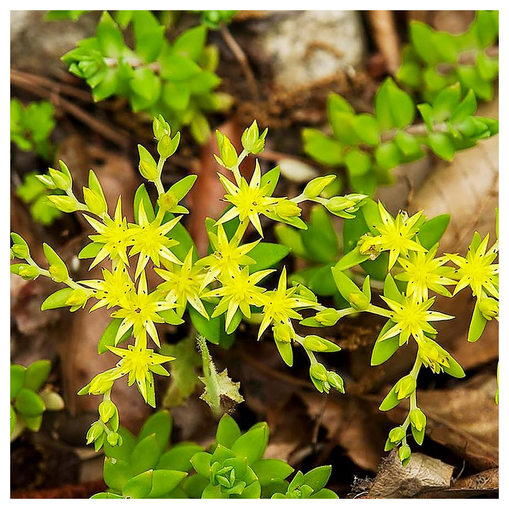 Heirloom Non-GMO Yellow Moss Stonecrop Flower Seeds – Drought-Tolerant Ground Cover for Garden Planting | Neera Seeds product photo [neera-v4-7f959afb49a70dbc9d75]