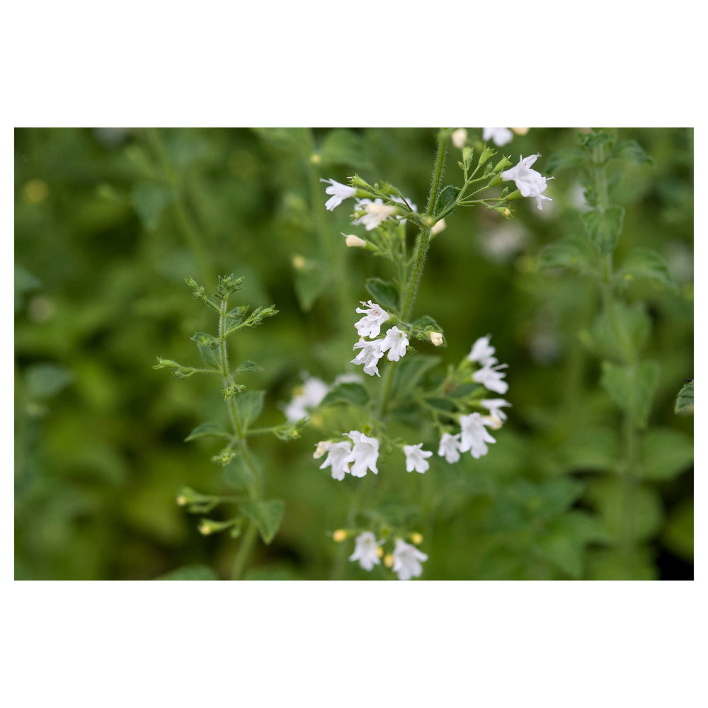 Calamintha Flower Seeds – Heirloom, Non-GMO, Fragrant Pollinator-Friendly Blooms for Garden Planting | Neera Seeds product photo [neera-v4-7f9f8e7781129ef162f5]