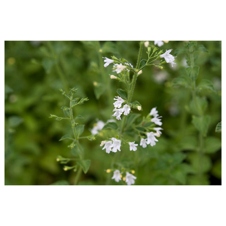 Calamintha Flower Seeds – Heirloom, Non-GMO, Fragrant Pollinator-Friendly Blooms for Garden Planting | Neera Seeds product photo [neera-v4-7f9f8e7781129ef162f5]