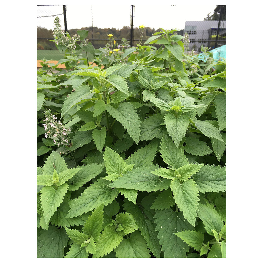 Green CatMint Seeds for Planting – Heirloom, Non-GMO, High Germination Organic Garden Seeds for Herbal and Pollinat | Neera Seeds product photo [neera-v4-7fac4badf1f901e9f8f4]