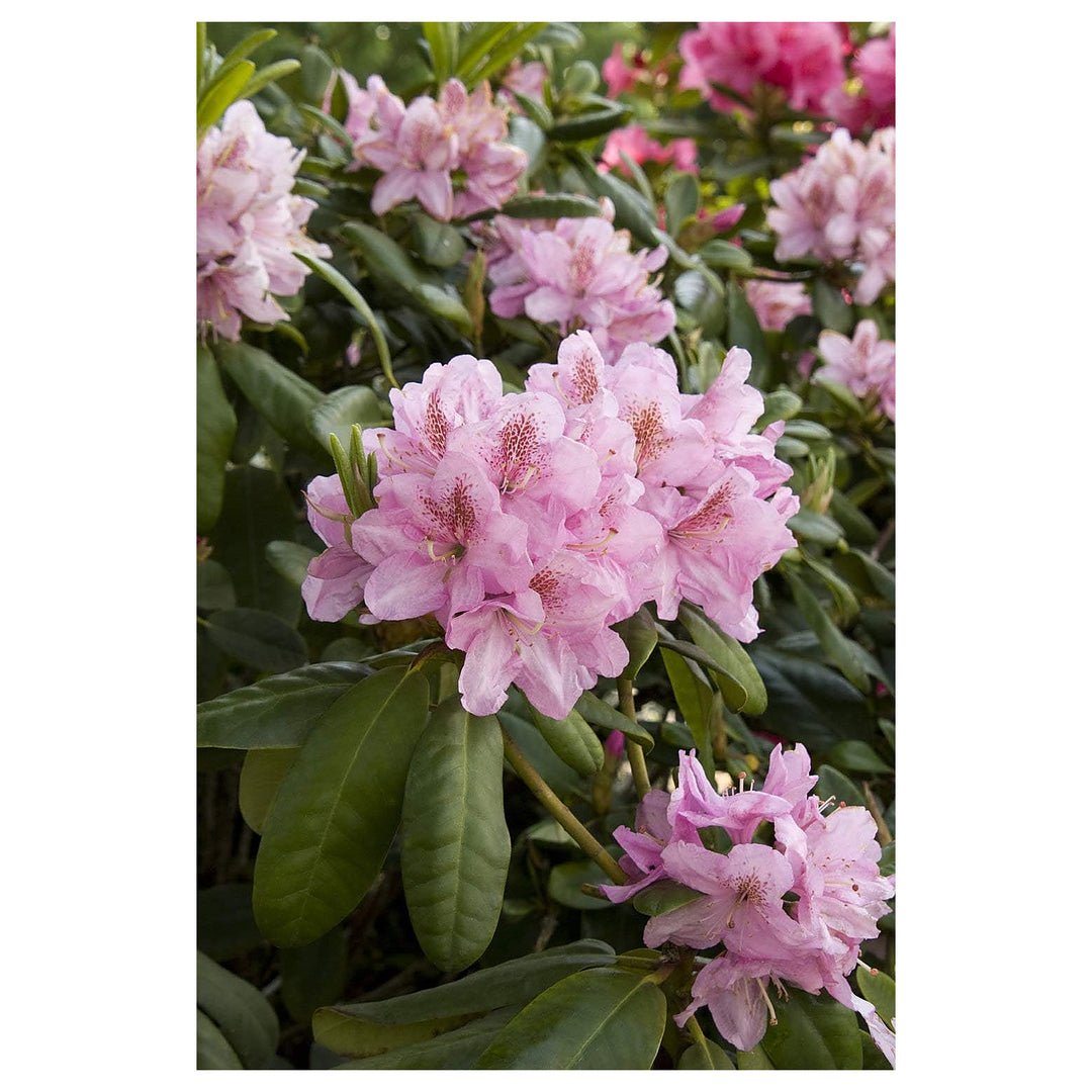 Organic Soft Pink Rhododendron Flower Seeds for Planting – Heirloom, Non-GMO, High Germination Organic Garden Seeds | Neera Seeds product photo [neera-v4-7fae8bad0d498a240b6f]