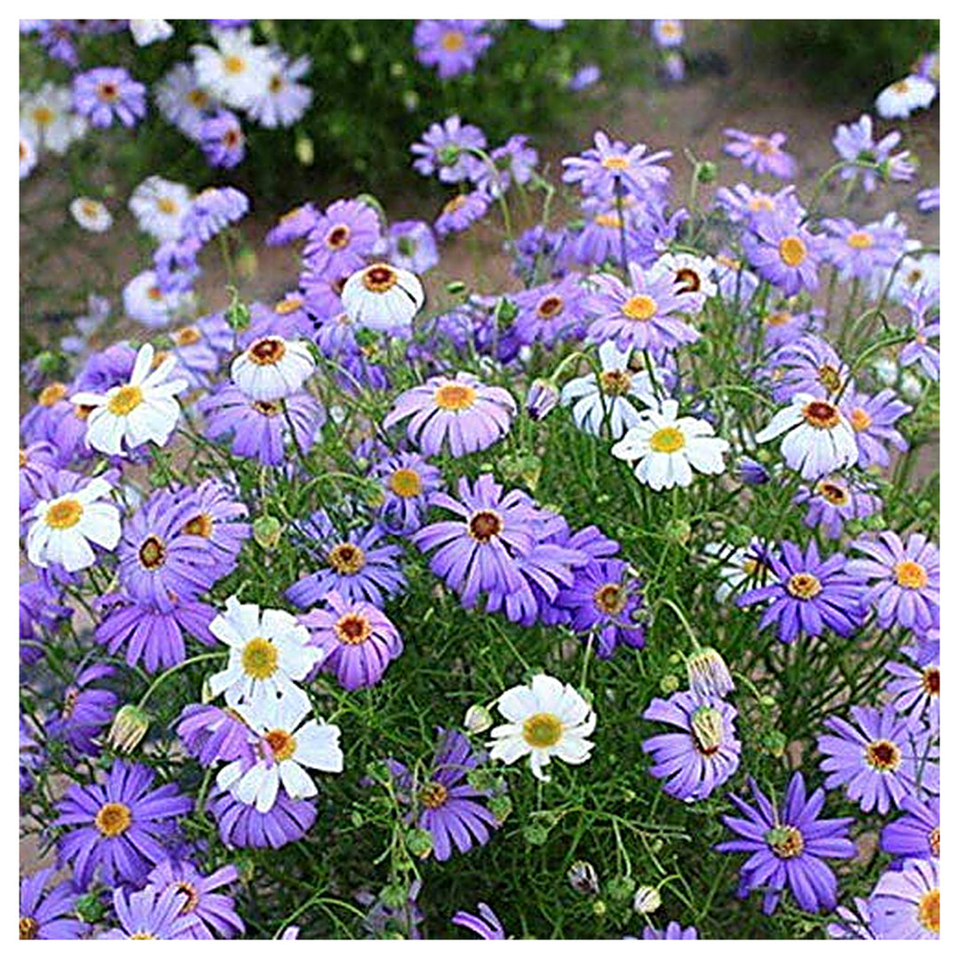 Swan River Daisy Flower Seeds for Planting – Heirloom & Non-GMO Dainty Blooms for Containers, Borders, and Pollinat | Neera Seeds product photo [neera-v4-7fbb8b4da53b8e330868]