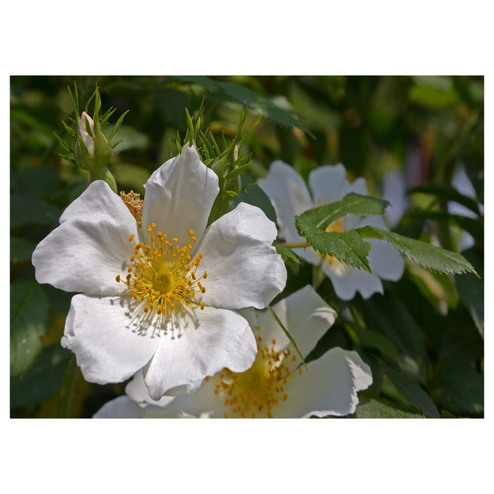 Canina White Flower Seeds for Planting – Organic, Heirloom, Non-GMO Seeds | Neera Seeds product photo [neera-v4-7fcb1ec1c762b861b5e1]