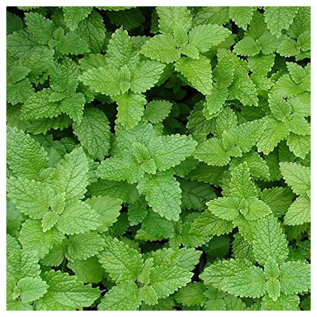 Lemon Balm Mint Seeds – Heirloom & Non-GMO Fragrant, Zesty Herb Seeds for Planting | Neera Seeds product photo [neera-v4-7fd5322701664b98290c]