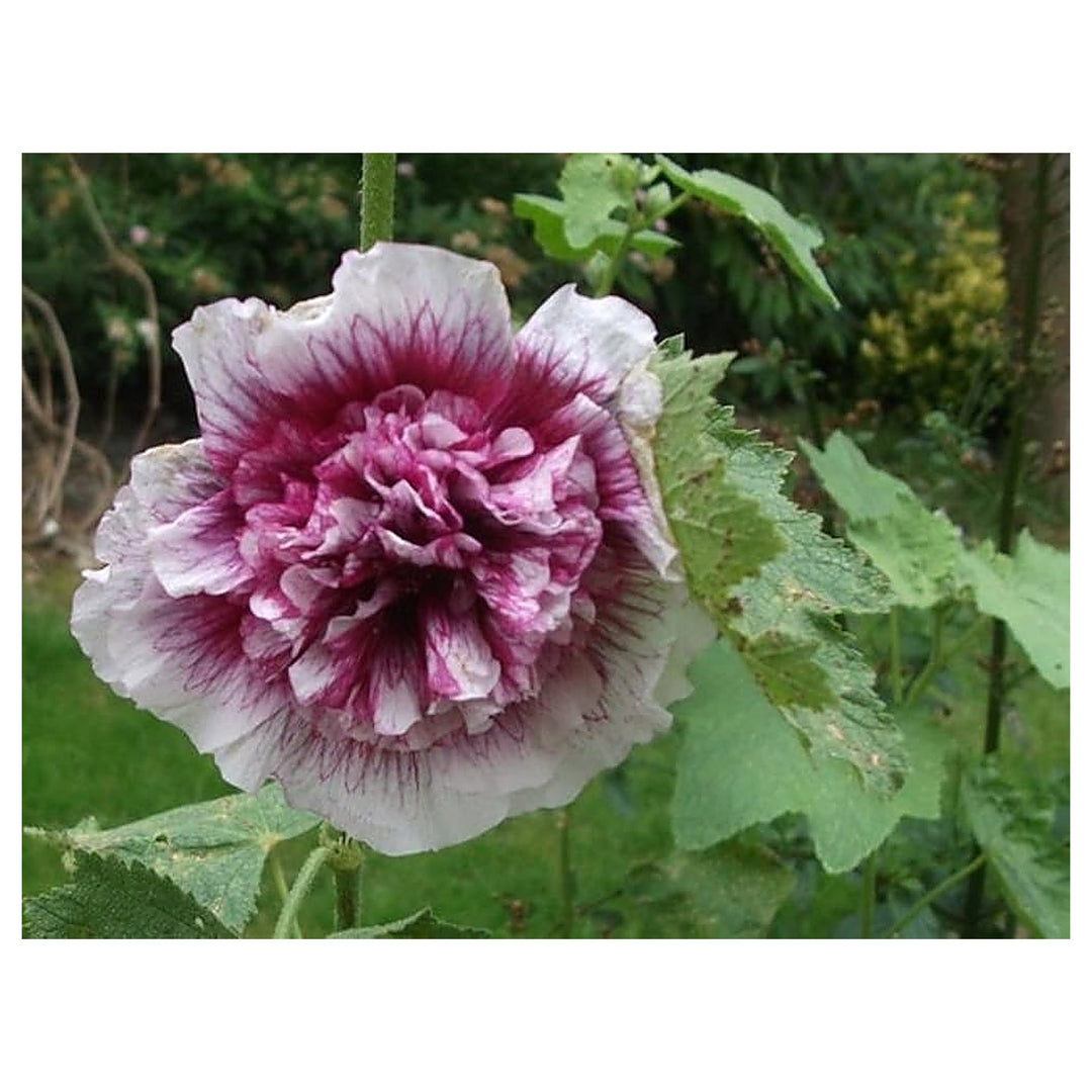 White Creme De Cassis Hollyhock With Raspberry Centers Flower Seeds for Home Garden Planting, | Neera Seeds product photo [neera-v4-7fde3e67aa3d6a6de241]