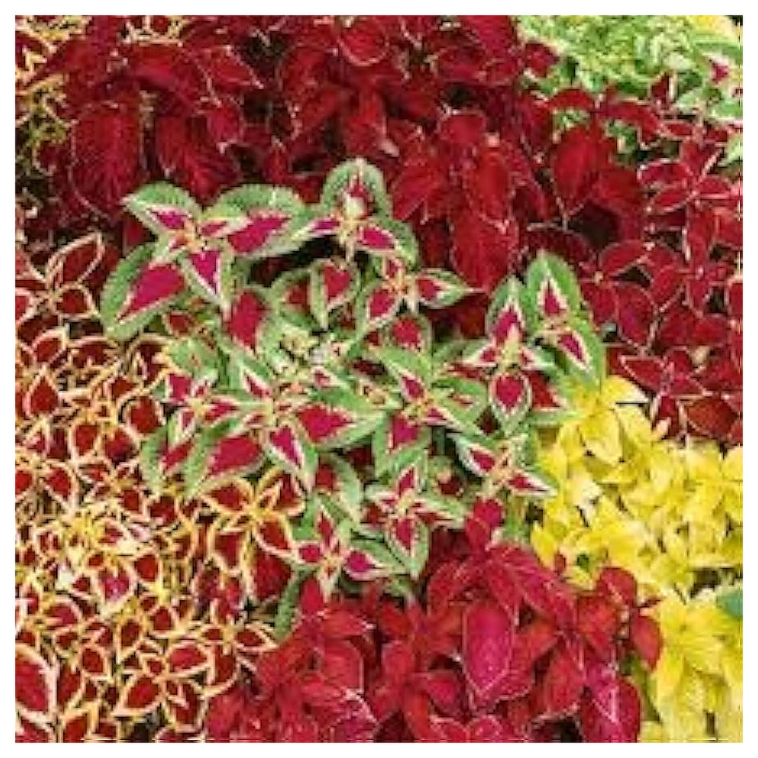 Pest Repelling Plant Set Planting Organic Garden Borders Flower Seeds Home Garden Planting, | Neera Seeds product photo [neera-v4-7fe9d9070023b136e0e5]
