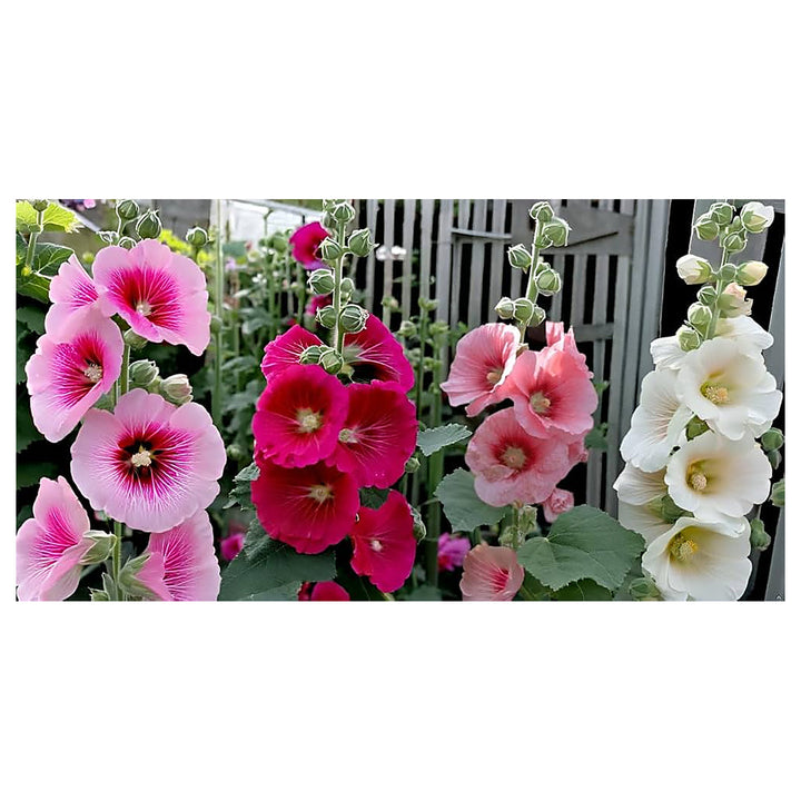 Pink Red Yellow Beautiful Hollyhock Organic Heirloom Vibrant Flower Gardens Flower Seeds | Neera Seeds product photo [neera-v4-7feb125ac95d15da977c]