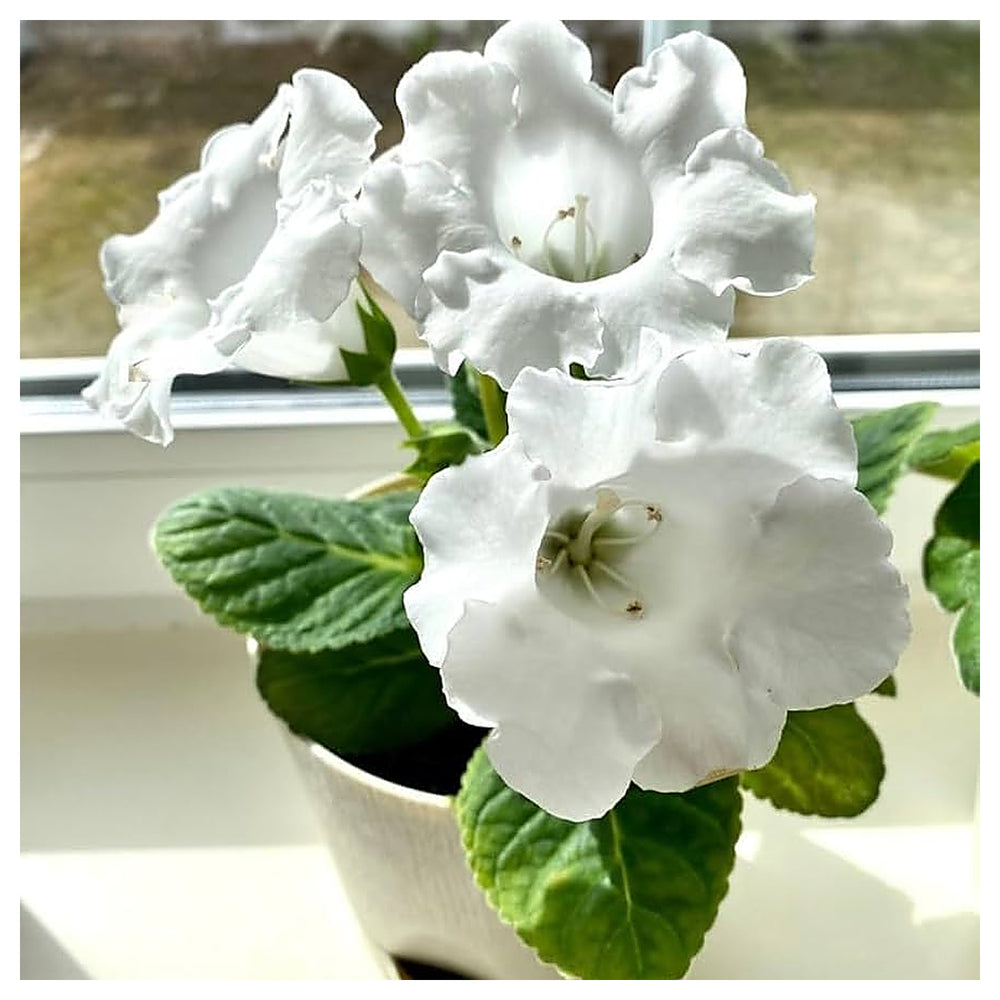 White Gloxinia Flower Seeds for Planting – Heirloom, Non-GMO, High Germination Organic Garden Seeds | Neera Seeds product photo [neera-v4-7ff066668b906406d5f9]