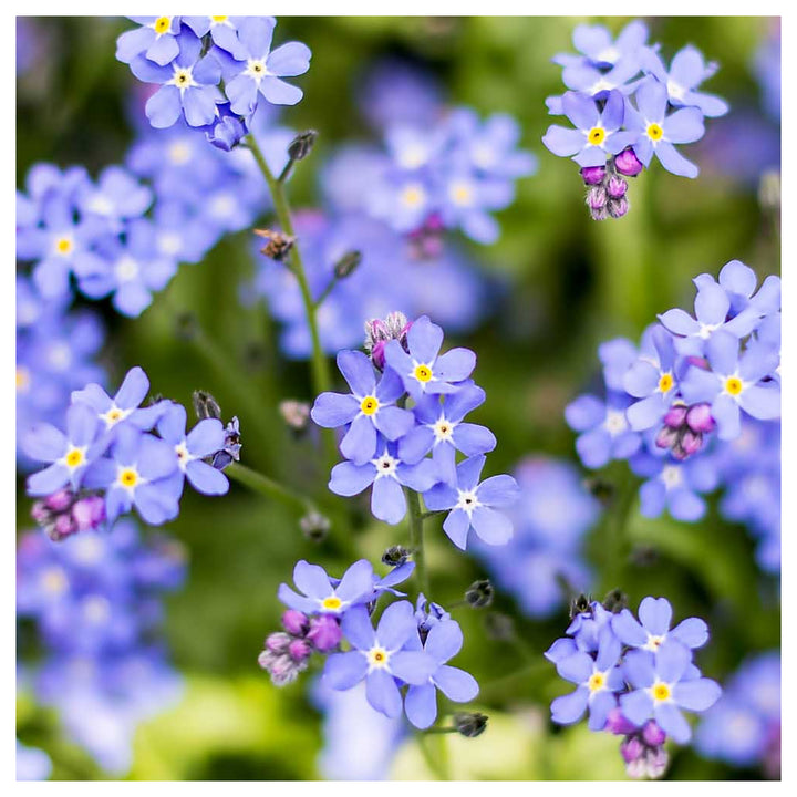 Organic Lavender Myosotis Sylvatica Flower Seeds for Planting – Heirloom, Non-GMO | Neera Seeds product photo [neera-v4-7ff154a9b2a79fa61793]