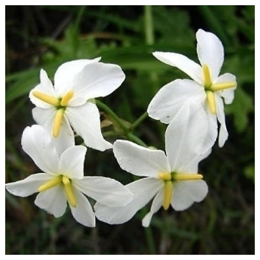 White Leucocoryne Flower Seeds for Planting – Heirloom, Non-GMO, High Germination Organic Garden Seeds | Neera Seeds product photo [neera-v4-7ffb8e1db5d748cc4708]