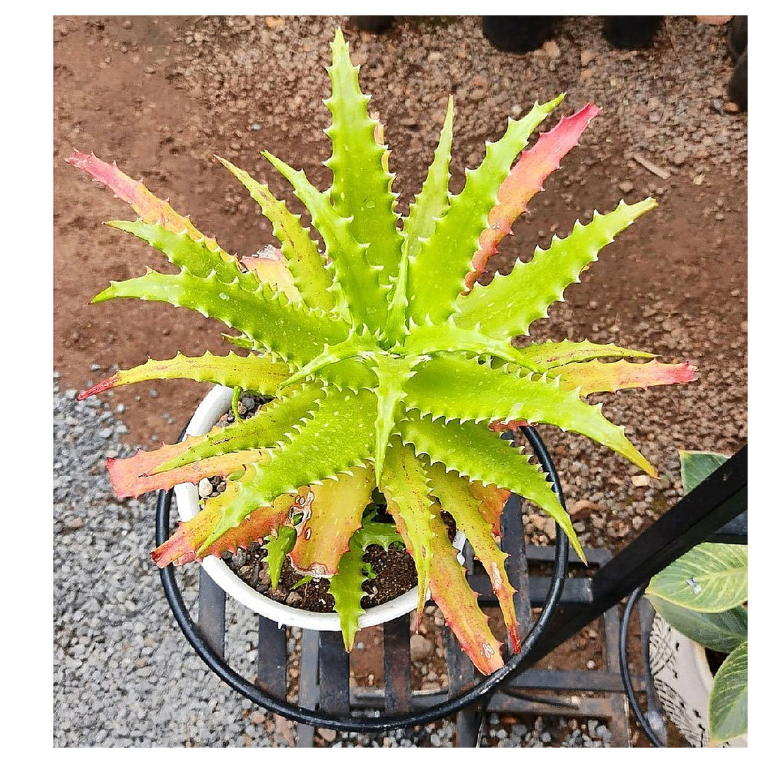 Yellow Green Aloe Plant Seeds – Heirloom Non-GMO High Germination Succulent Organic Garden Seeds for Planting | Neera Seeds product photo [neera-v4-8002e18c95bb35a79b15]