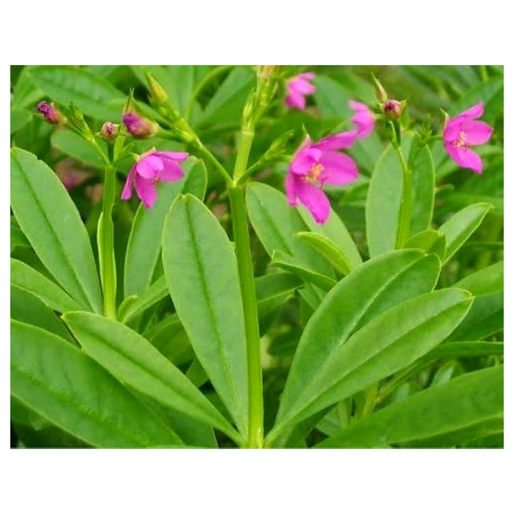 Talinum Paniculatum Plant Seeds for Planting – Heirloom, Non-GMO, Organic Garden Seeds, High Germination | Neera Seeds product photo [neera-v4-8003978a8c7751942a07]