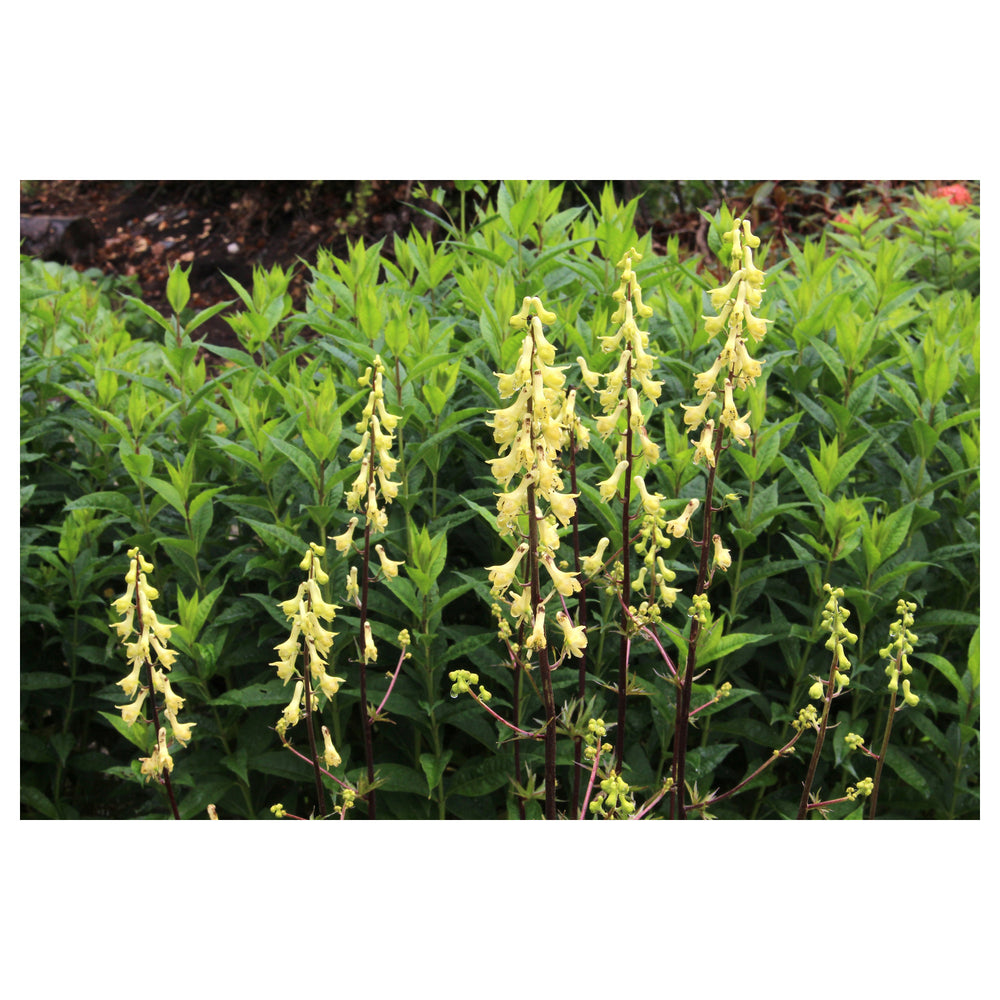 Heirloom Lycoctonum Flower Seeds, Non-GMO Tall Spiked Blooms for Cottage and Woodland Garden Planting | Neera Seeds product photo [neera-v4-800b23de9abdbc4653db]