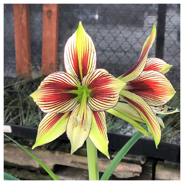 Light Yellow Hippeastrum Flower Seeds for Planting | Neera Seeds product photo [neera-v4-800b9285ceb06b57e358]