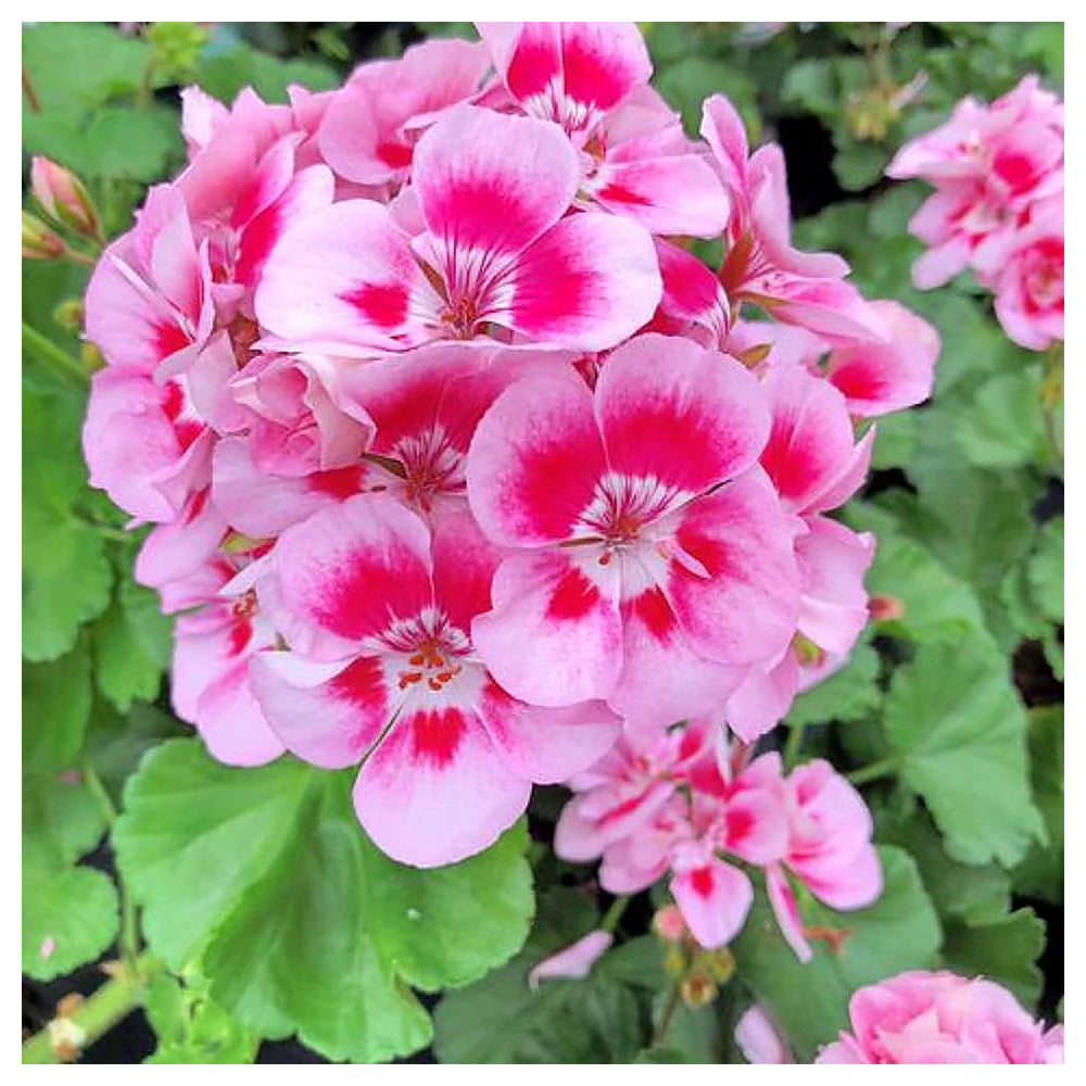 Peach Geranium Pelargonium Seeds for Planting – Heirloom Non-GMO Organic Garden Seeds, High Germination | Neera Seeds product photo [neera-v4-8012a6284f7b60038de9]