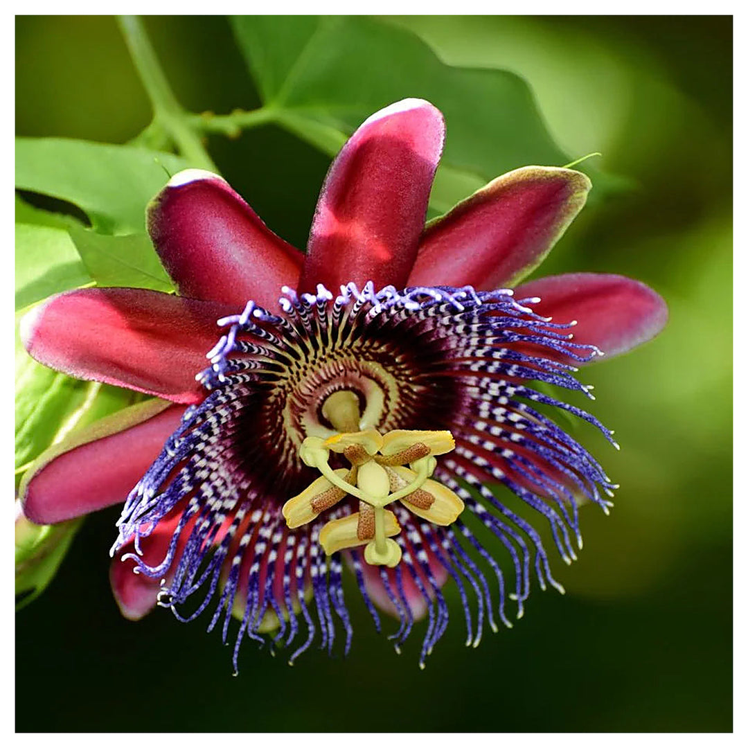 Passiflora Alata Flower Seeds for Planting- NON GMO Seeds | Neera Seeds product photo [neera-v4-801840bf3915ccf31d20]