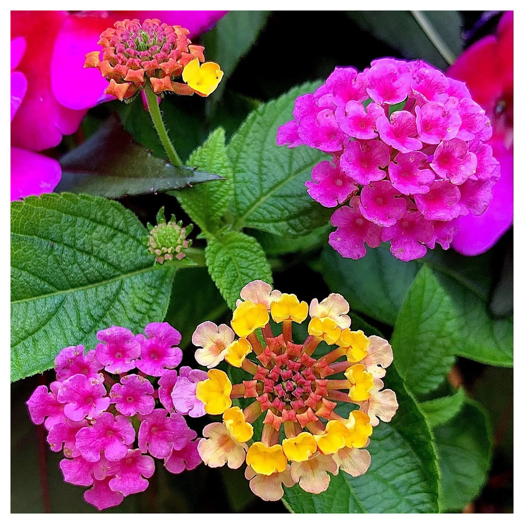 Lantana Camara Flower Seeds – Heirloom Non-GMO Butterfly-Attracting Blooms for Garden Planting | Neera Seeds product photo [neera-v4-8026291f90c3b52f309b]