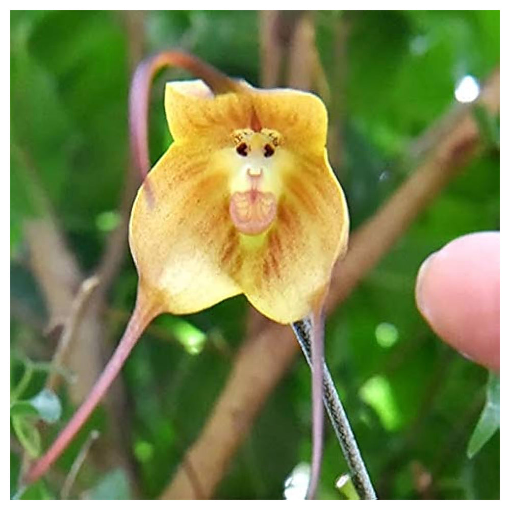 Heirloom Non-GMO Monkey Orchid Flower Seeds for Planting – Rare Dracula Simia Exotic Blooms | Neera Seeds product photo [neera-v4-8037236058cae5f81f1f]
