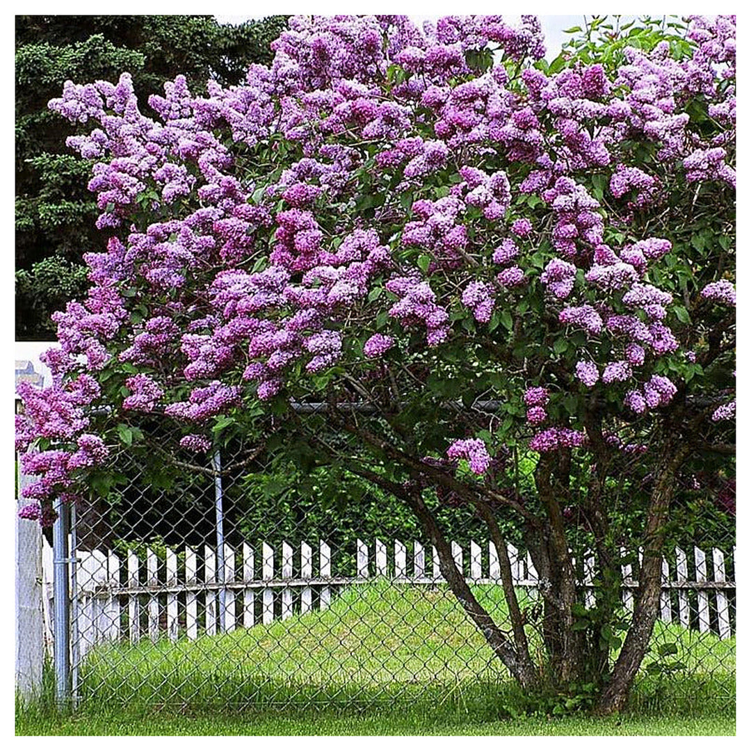 Lavender Lady Lilac Flower Seeds for Planting – Non-GMO, Heirloom, High Germination Organic Garden Seeds | Neera Seeds product photo [neera-v4-80415071d06f465d4313]