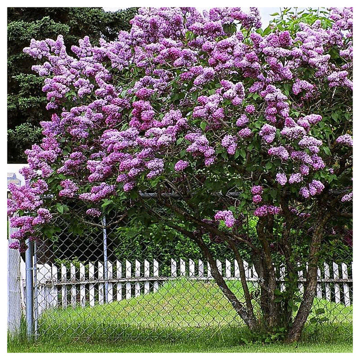 Lavender Lady Lilac Flower Seeds for Planting – Non-GMO, Heirloom, High Germination Organic Garden Seeds | Neera Seeds product photo [neera-v4-80415071d06f465d4313]