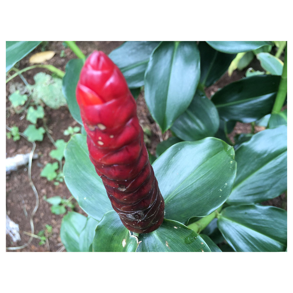 Heirloom Red Button Ginger (Costus woodsonii) Seeds - Non-GMO, High Germination Organic Flowering Shrub Garden Seed | Neera Seeds product photo [neera-v4-80481ea106323d39a04d]