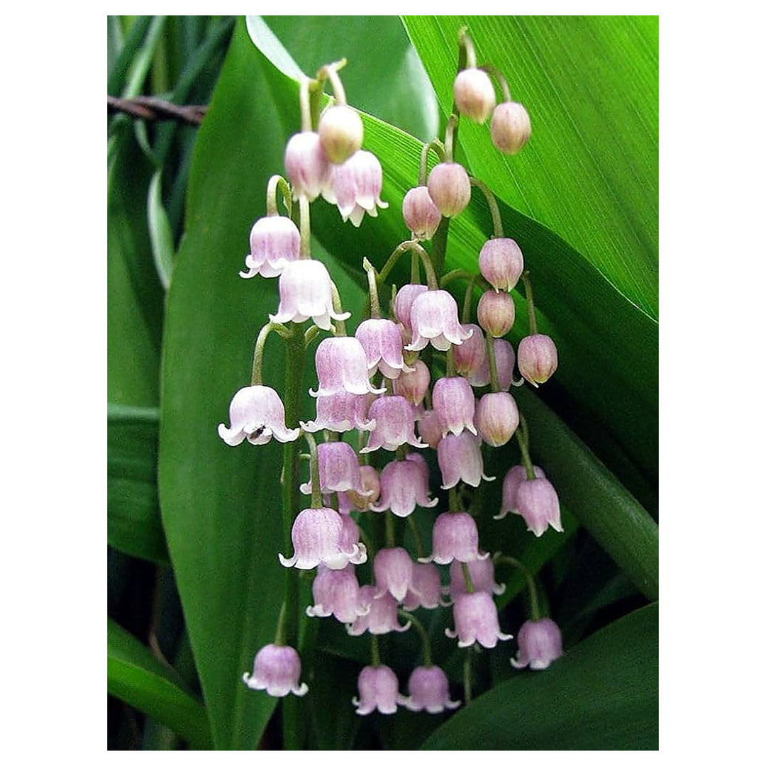 Lily Convallaria Majalis Lily Of The Valley Flower For Planting Fragrant Spring Flowers For Shaded Garden Beds Heir | Neera Seeds product photo [neera-v4-804a9a5ae0d4008b0ddc]