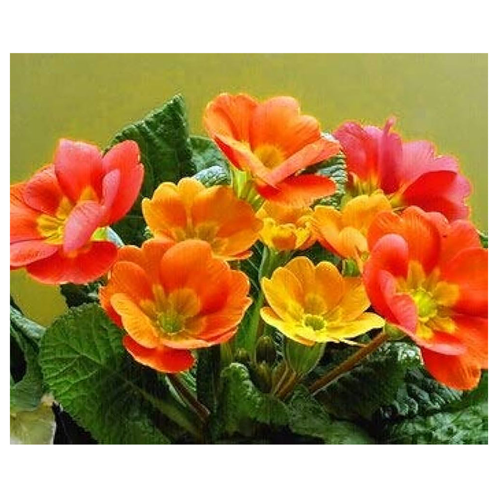 Primula Malacoides Flower Seeds for Planting – Charming Spring Blooming Ornamental Garden Flowers | Neera Seeds product photo [neera-v4-8053f18b275ed86453cf]