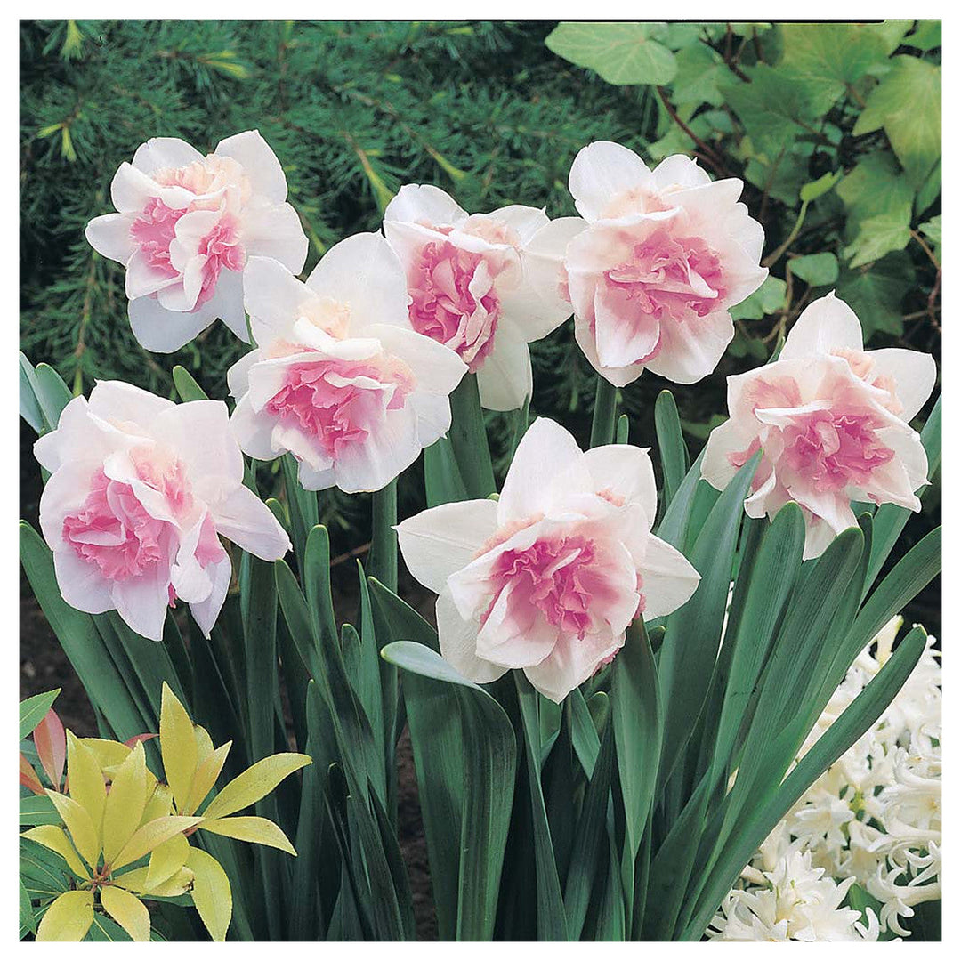 Pink Double Petals Daffodils Flower Seeds for Planting – Heirloom Non-GMO High Germination Organic Garden Seeds | Neera Seeds product photo [neera-v4-805ea14f171bd66c1e77]