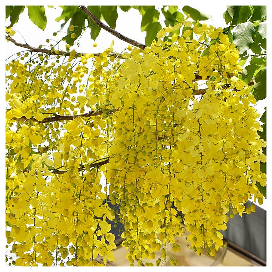 Yellow Laburnum Tree Seeds (Laburnum anagyroides) – Heirloom, Non-GMO Ornamental Flowering Tree Seeds for Planting | Neera Seeds product photo [neera-v4-806d383316add1aa79ef]