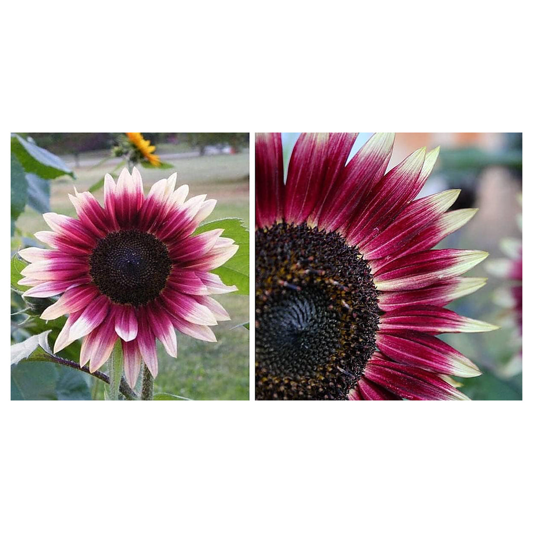 Pink and White Sunflower Flower Seeds for Planting – Unique Bicolor Blooms for Your Garden | Neera Seeds product photo [neera-v4-8078895a47fd927c51d1]