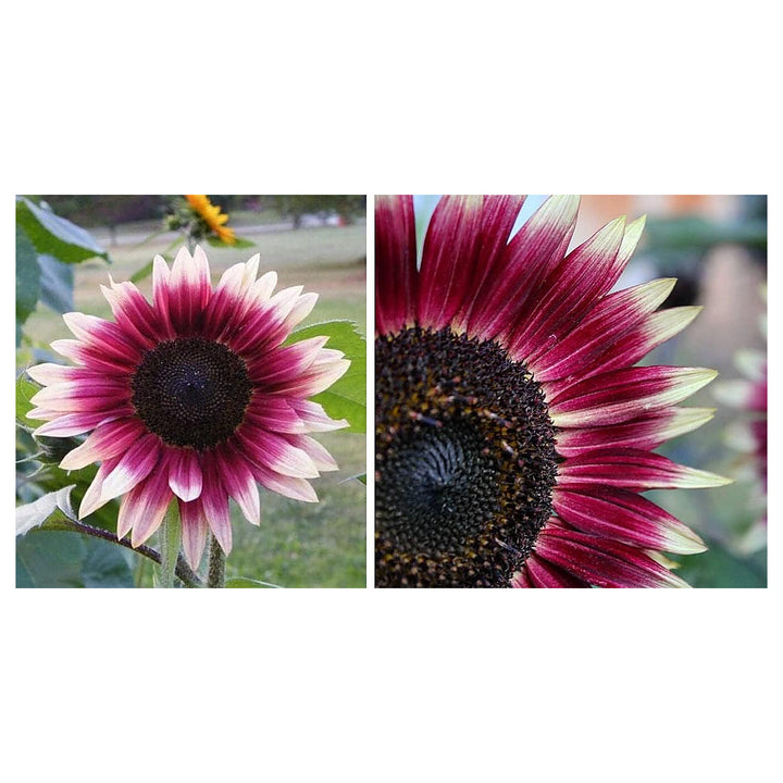 Pink and White Sunflower Flower Seeds for Planting – Unique Bicolor Blooms for Your Garden | Neera Seeds product photo [neera-v4-8078895a47fd927c51d1]