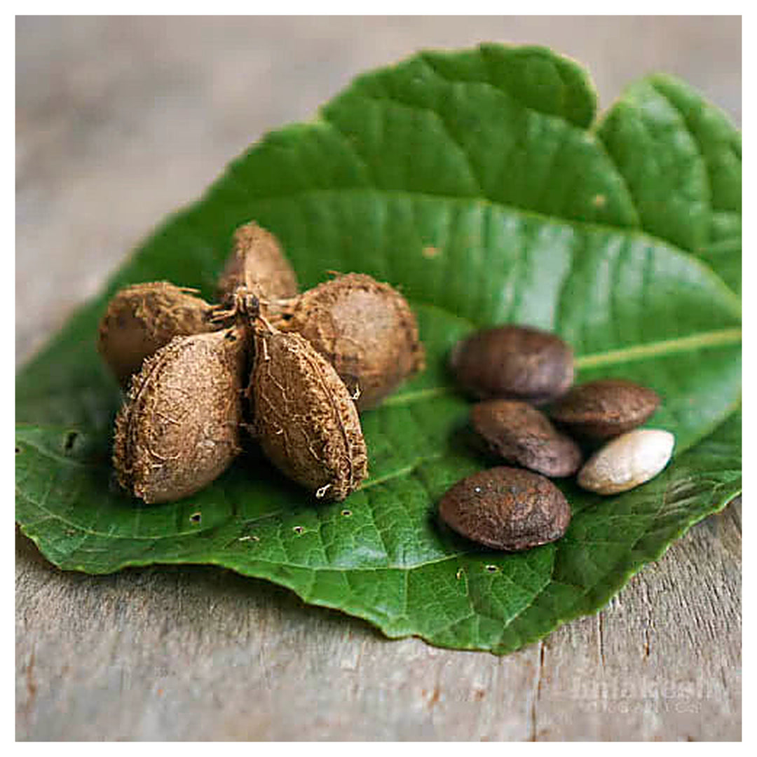 Sacha Inchi (Mountain Peanut) Plant Seeds for Planting – Superfood, Non-GMO, Organic, 100 pcs, Heirloom | Neera Seeds product photo [neera-v4-807d932c1bc29ceb9ee6]