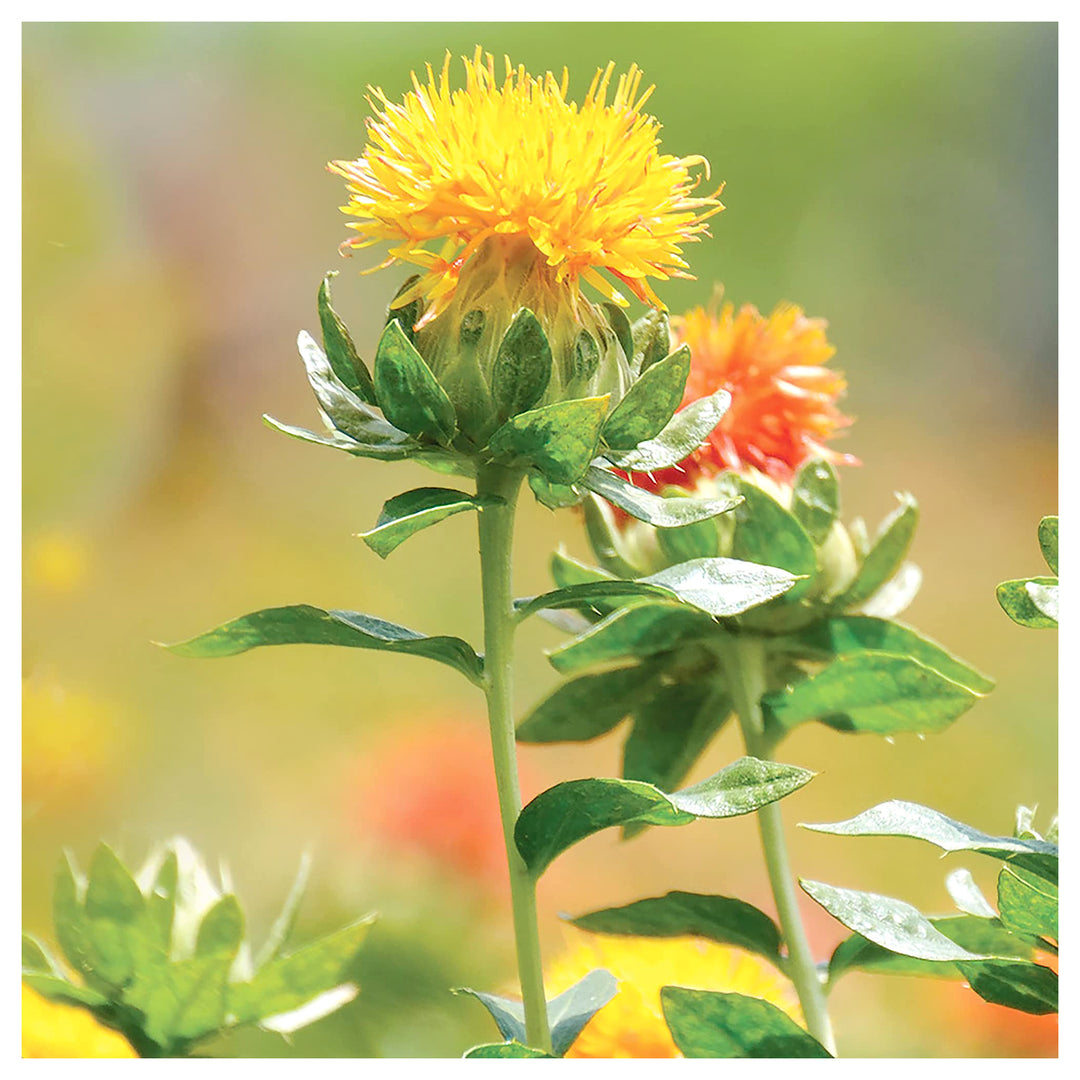 Mixed Carthamus Flower Seeds for Planting – Vibrant Safflower Varieties for Garden &amp; Landscaping | Neera Seeds product photo [neera-v4-80815fcefc777699ec13]