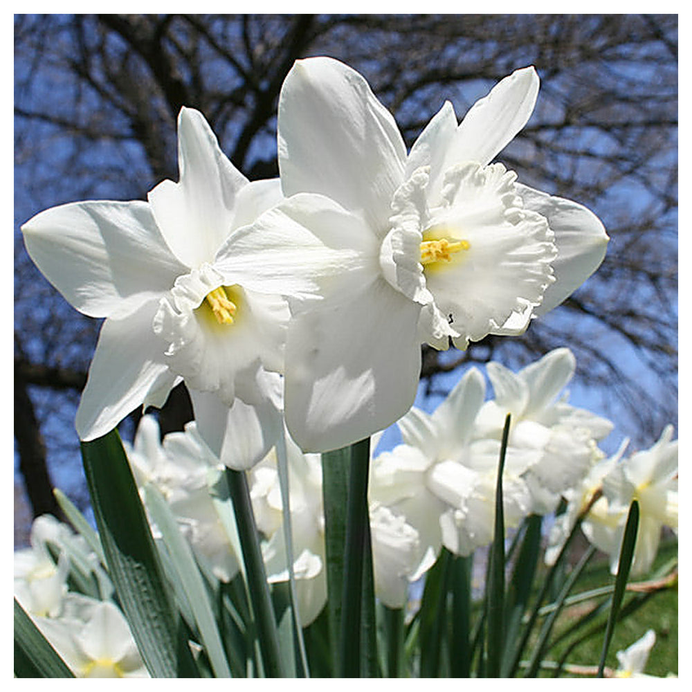 White Daffodils Flower Seeds for Planting – Non-GMO, Heirloom Seeds for Garden | Neera Seeds product photo [neera-v4-808da2c367b1de12122c]