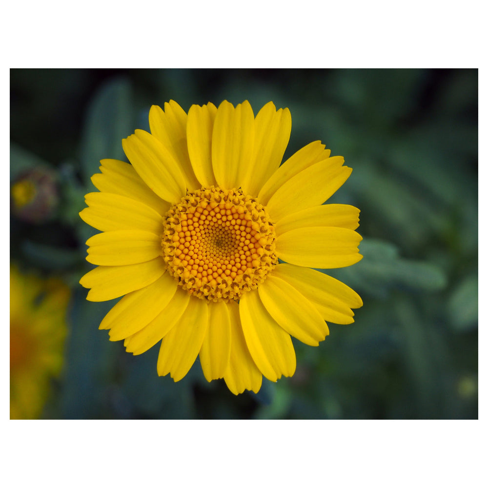 Heirloom Non-GMO Marigold Chrysanthemum Flower Seeds for Planting – Bright Seasonal Garden Blooms, High Germination | Neera Seeds product photo [neera-v4-8091364ad1075ceeb60a]