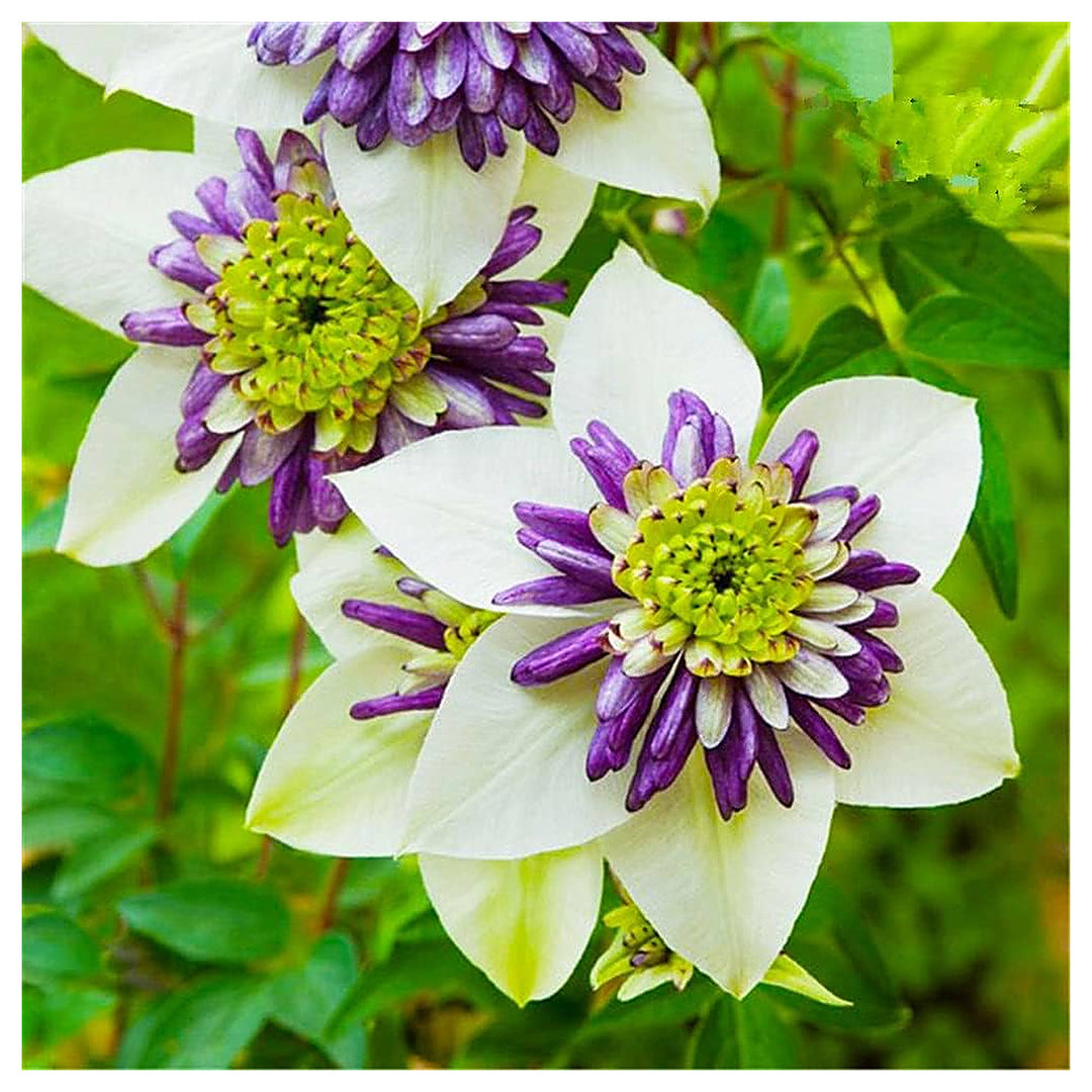 Clematis Mixed Flower Beautiful Bonsai Flower Seeds Home Garden Planting, Exotic Organic | Neera Seeds product photo [neera-v4-8091f5e3164367b734bd]
