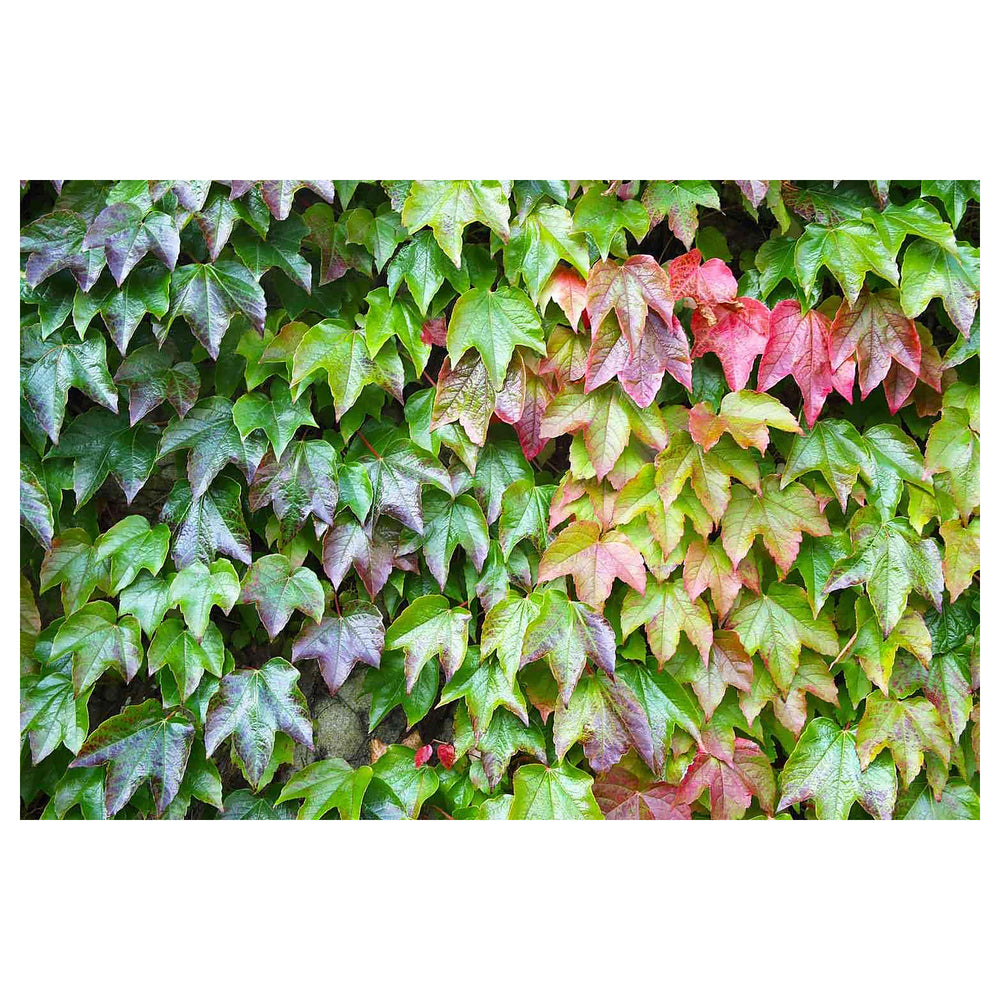 Multi-Colored Boston Ivy Plant Seeds for Planting | Heirloom Non-GMO High Germination Organic Garden Seeds | Neera Seeds product photo [neera-v4-809bde52a6d3a0e7d10a]