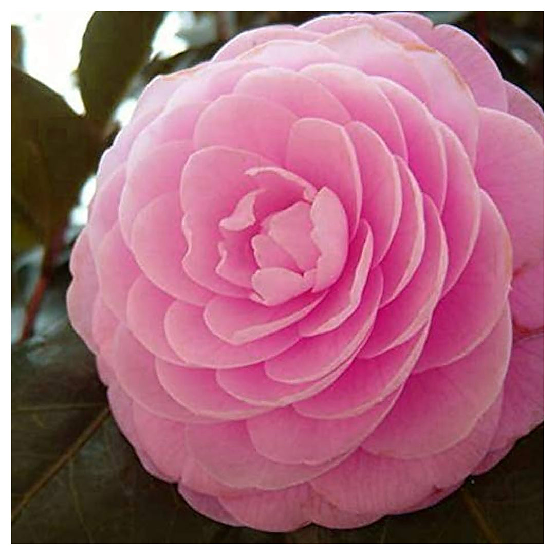 Heirloom Non-GMO Camellia Flower Seeds – High Germination Seeds for Planting Beautiful Garden Blooms | Neera Seeds product photo [neera-v4-80b4d596095ff97328cc]