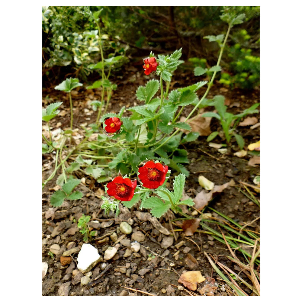 Heirloom Red Potentilla Atrosanguinea Flower Seeds, Non-GMO Perennial Bloom Seeds for Garden Planting | Neera Seeds product photo [neera-v4-80c8ad7c2863a32ea0cc]