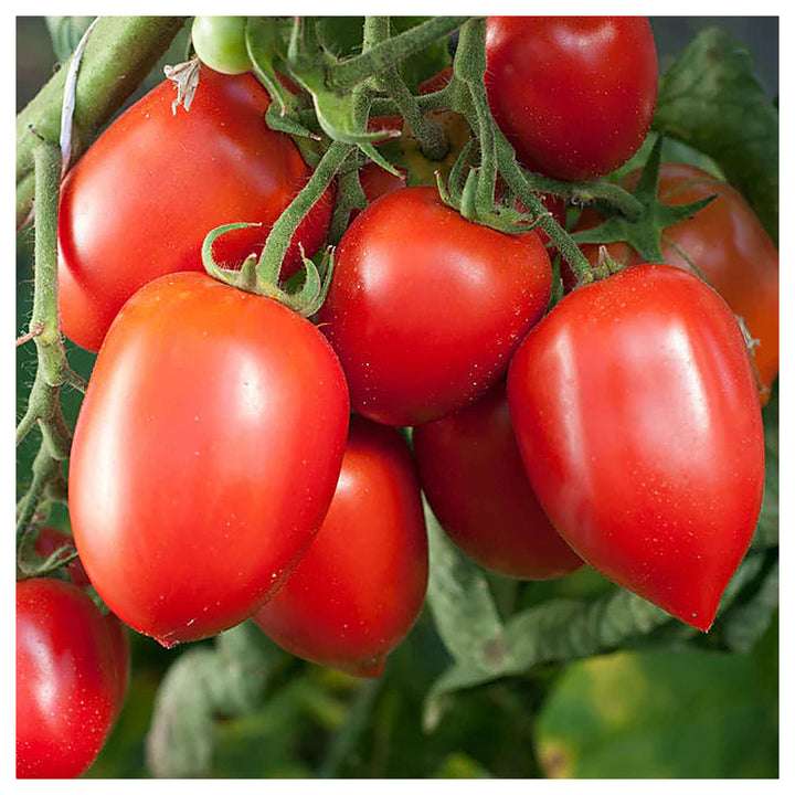 Amish Paste Tomato Seeds for Planting – Heirloom, Non-GMO, Organic Garden Seeds, High Germination | Neera Seeds product photo [neera-v4-80ca68733433bd96b690]