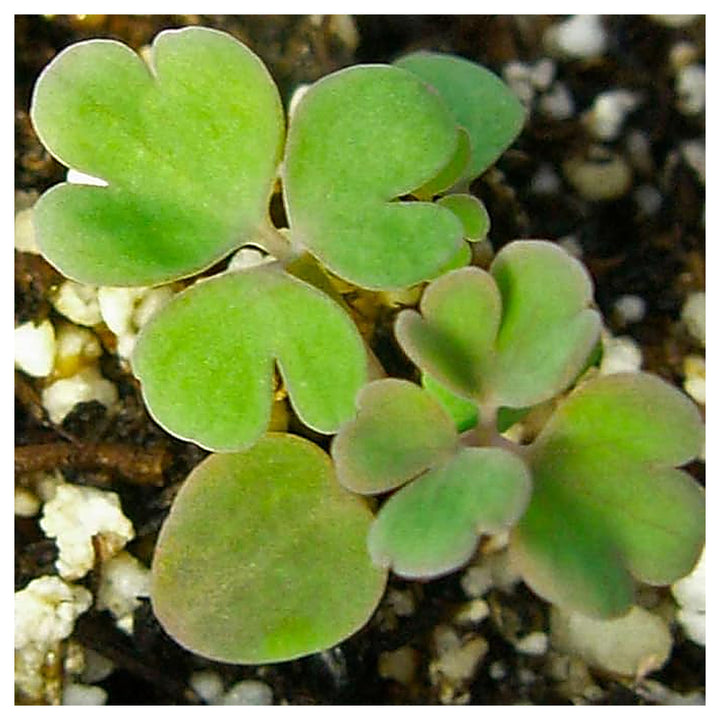 Blue Blue Aquilegia Star Columbine For Unique Flowers Flower Seeds for Home Garden Planting, Exotic | Neera Seeds product photo [neera-v4-80cceebdaf95c26131bf]