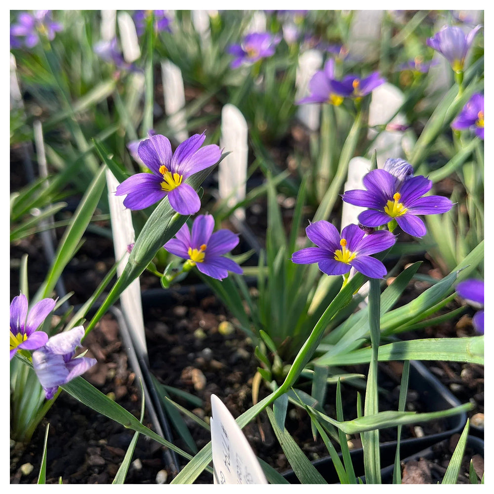 Sisyrinchium Flower Seeds – Heirloom, Non-GMO, Blue-Eyed Grass Blooms for Garden Planting | Neera Seeds product photo [neera-v4-80d043bec0aa4b46fcfd]