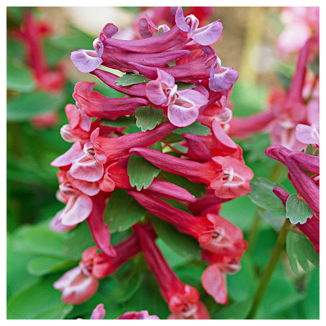 Corydalis Plant Seeds for Planting – Heirloom, Non-GMO, High Germination Organic Garden Seeds | Neera Seeds product photo [neera-v4-80d0c3880a08119f7765]