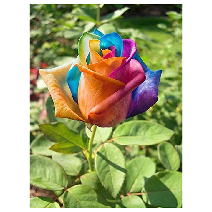 Multicolor Rose Plant Seeds for Garden – Heirloom, Non-GMO Seeds for Planting and Growing | Neera Seeds product photo [neera-v4-80d1e3d0dcf94a5382be]