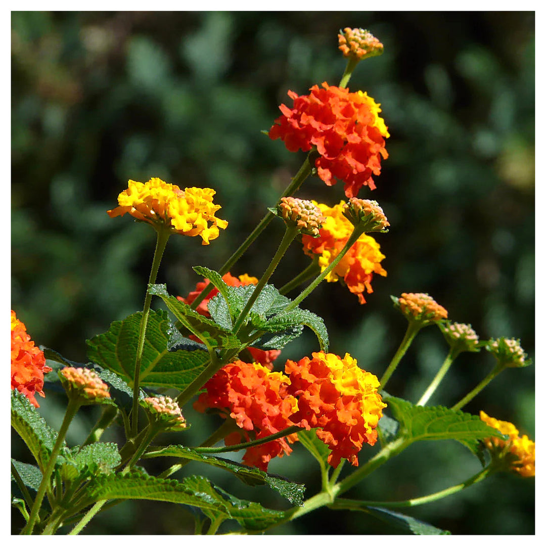 Heirloom Non-GMO Lantana Flower Seeds for Planting – Bright Butterfly-Friendly Garden Blooms | Neera Seeds product photo [neera-v4-80d68dcb1f0c4e932249]
