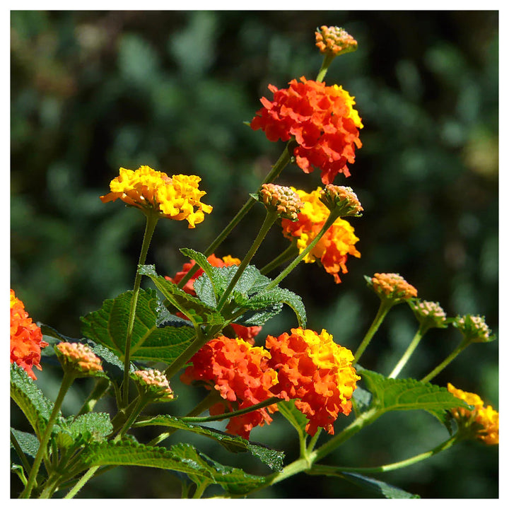 Heirloom Non-GMO Lantana Flower Seeds for Planting – Bright Butterfly-Friendly Garden Blooms | Neera Seeds product photo [neera-v4-80d68dcb1f0c4e932249]