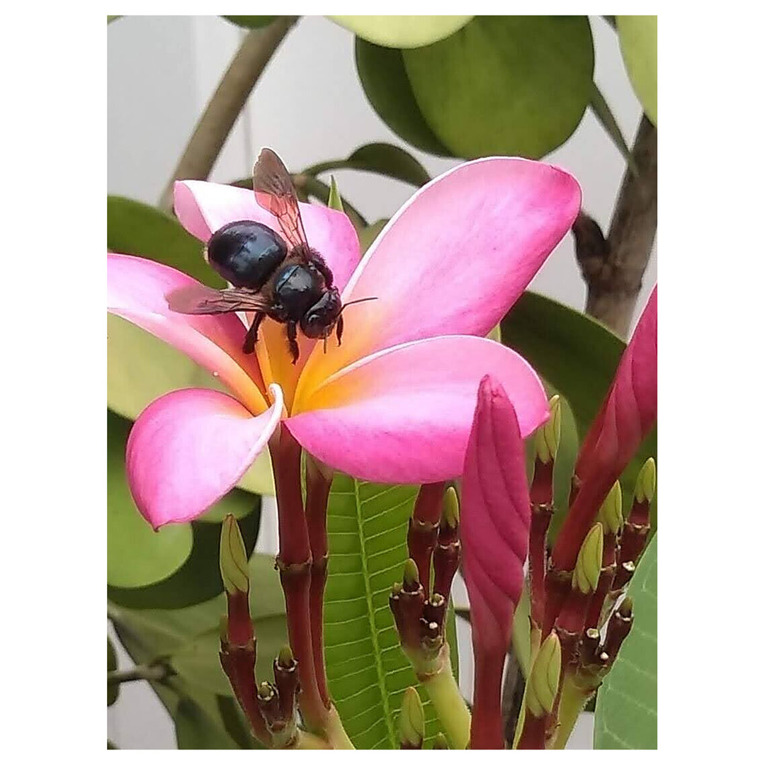 Light Pink Frangipani Flower Seeds – Heirloom Non-GMO Plumeria Seeds for Fragrant Tropical Gardens | Neera Seeds product photo [neera-v4-80ec22ceec4f3fa3779c]